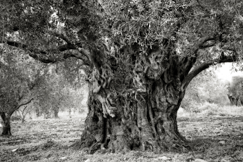 Pohon Zaitun Zalman, salah satu pohon tertua di Israel, terletak di kawasan Galilee. Batangnya penuh ‘otot’ tak beraturan, dengan cabang-cabang pendek yang penuh dengan buah zaitun. Pohon ini diperkirakan berumur 1000 tahun.
