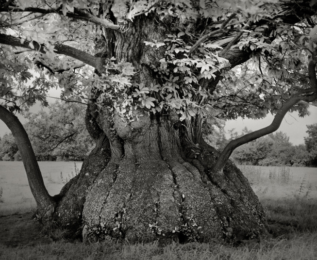 Pohon chesnut croft yang hidup di Kastil Croft di Wales, Inggris Raya. Diperkirakan berumur 500 tahun.