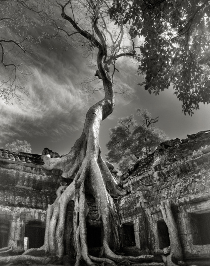 Di kawasan Angkor Wat, di Kamboja, tumbuh pohon-pohon beringin dan pohon-pohon kapas raksasa yang dibiarkan hidup hingga sekarang. Pohon-pohon ini menjadi daya tarik tersendiri bagi para wisawatan yang datang ke Angkor Wat. Pohon beringin di atas diperkirakan berumur 400 tahun