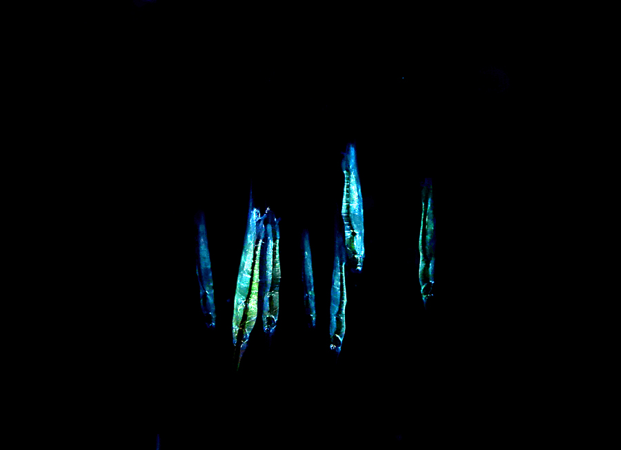 Shrimpfish atau razorfish. Foto : Wisuda