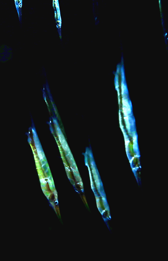 Shrimpfish, atau razorfish, mudah ditemukan di bagian laut tropis yang relatif dangkal, di belahan Indo-Pasifik. Foto : Wisuda