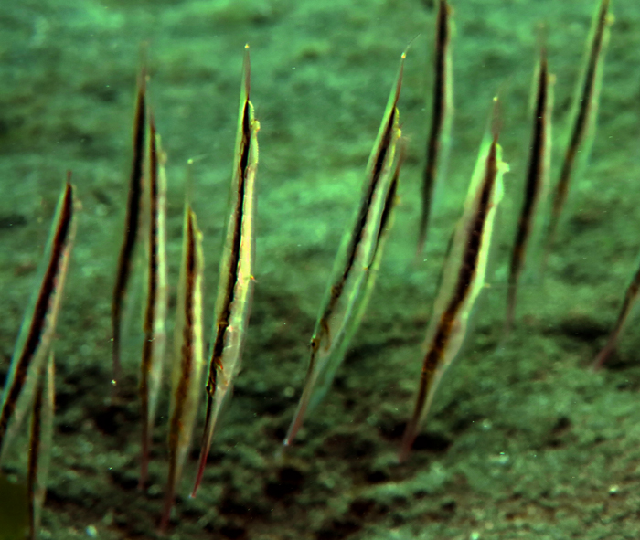 Shrimpfish, atau razorfish. Foto : Wisuda