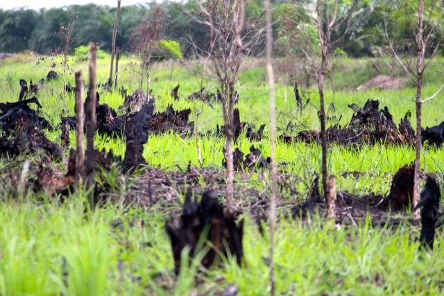 Bekas hutan gambut yang terbakar di Taman Nasional Sebangau. Foto: Sapariah Saturi