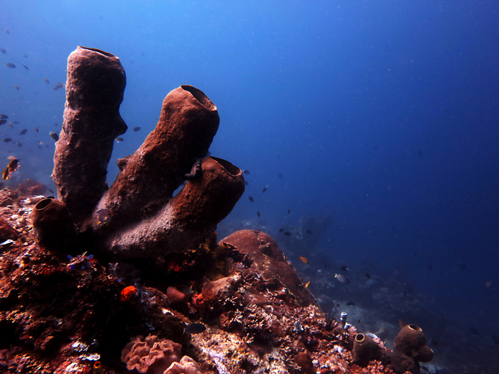 Terumbu karang di perairan di Kabupaten Bolaang Mongondow Selatan (Bolsel), Sulawesi Utara. Foto : Wisuda