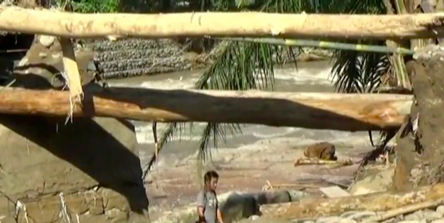 Kayu-kayu besar yang terbawa banjir bandang. Foto dari video Ayat S Karokaro