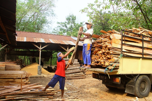 Industri Pengelolaan Kayu mendapatkan pasokan kayu dari hutan rakyat. Foto: Tommy Apriando