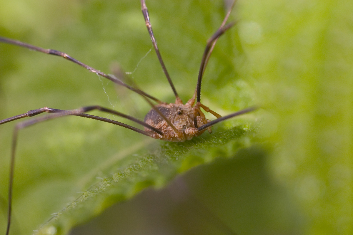 Laba-laba penuai memiliki berbagai ukuran dan tubuh beragam. Sumber: Farm2.static.flickr.com