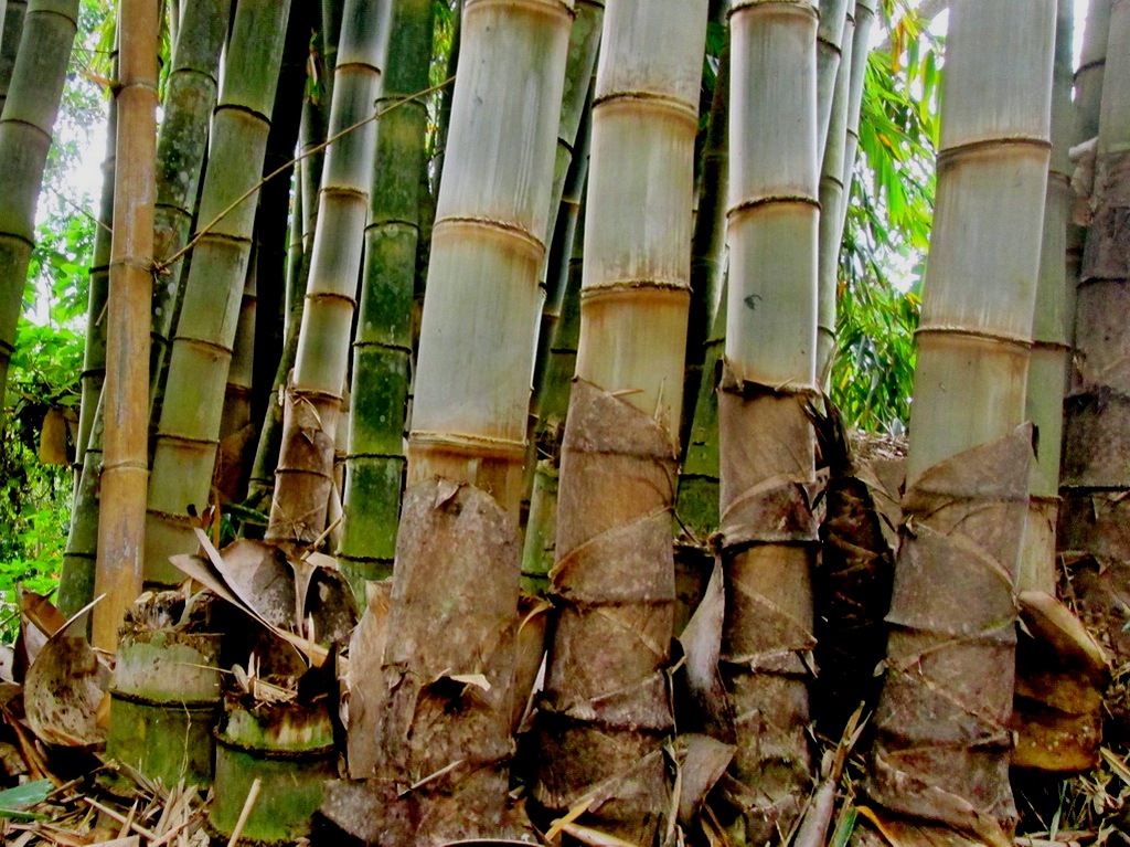 Mengapa di wilayah tropis penebangan bambu sebaiknya dilakukan pada musim kemarau