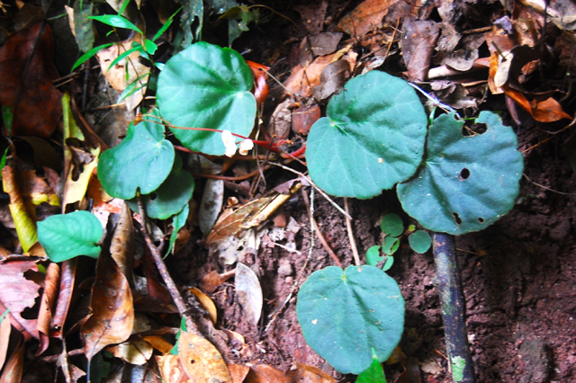 Begonia simolapensis. Foto: Wisnu H. Ardi