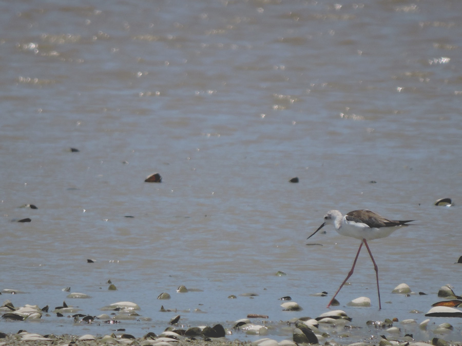 Gagang bayam, salah satu burung yang sering mencari makan di Danau Limboto. Foto: Christopel Paino