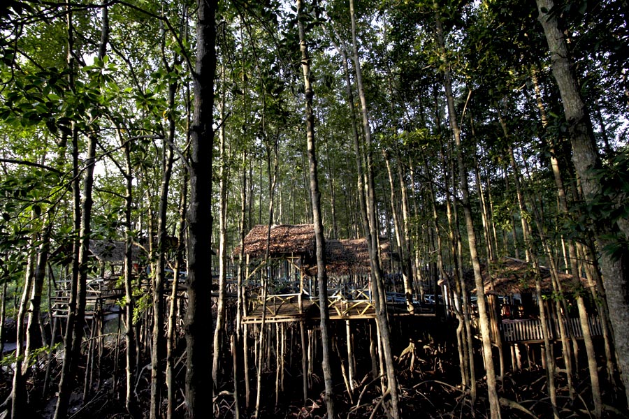 Masyarakat setempat dilibatkan guna menjaga kelestarian hutan bakau. Foto: Junaidi Hanafiah 