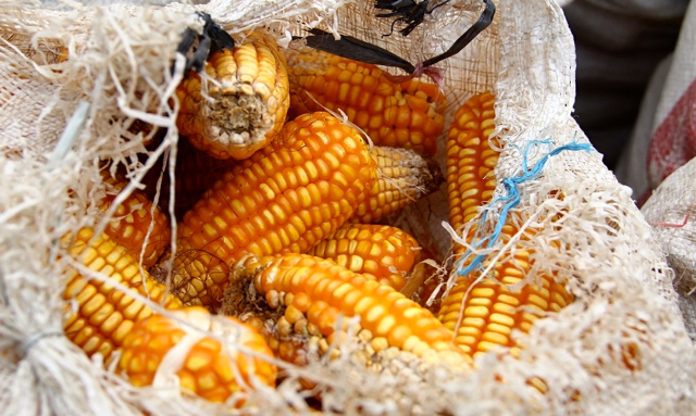 Jagung, salah satu sumber pangan. Setahun lahan pertanian dapat tiga kali panen. Foto: Tommy Apriando