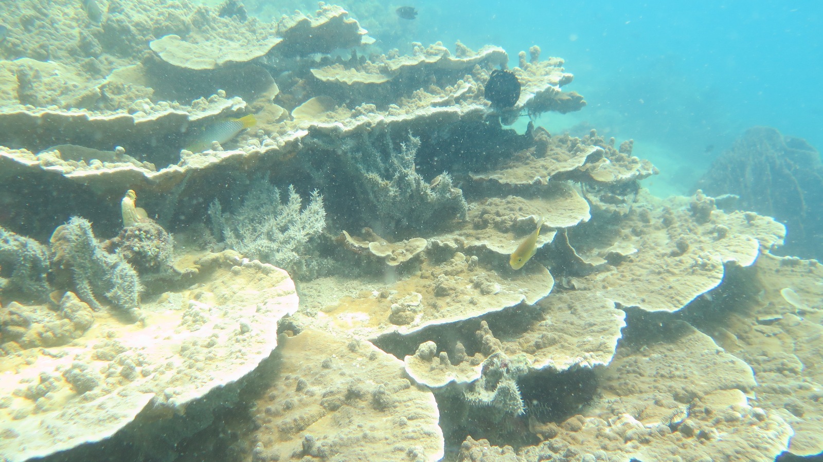 Kondisi terumbu karang yang rusak, tertutupi pasir dan ditumbuhi algae banyak ditemukan di daerah yang diteliti di tiga pulau di pesisir Kota Makassar. Foto : Hardin/MSDC