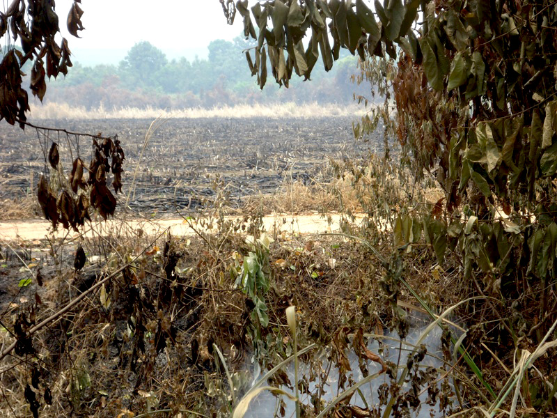 Kebakaran di perkebunan tebu milik PTPN VII tahun 2014 lalu. Foto: Taufik Wijaya