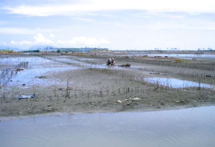 Salah satu kondisi tanaman rehabilitasi mangrove pada 2 tahun pertama pasca tsunami seperti dijumpai di Syiah Kuala, Banda Aceh. Tingkat tumbuhnya di lokasi ini saat itu kurang dari 10%. Foto: Onrizal