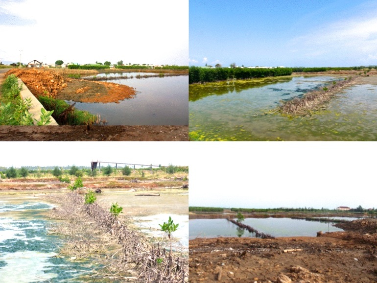 Diantara beberapa bentuk perusakan hutan mangrove hasil rehabilitasi yang ditemukan di lapangan. Foto: Onrizal
