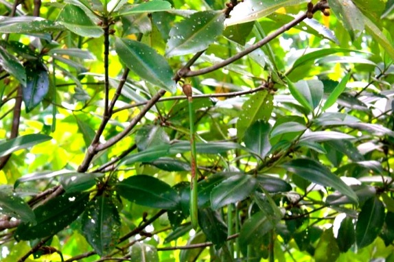 Hutan mangrove hasil rehabilitasi telah mampu memproduksi propagul, sehingga dapat menjadi sumber benih untuk kegiatan rehabilitasi mangrove lebih lanjut. Foto: Onrizal