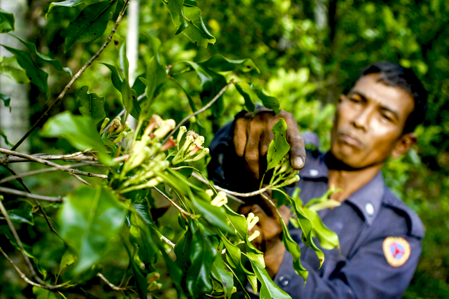 Petani di Kemukiman Lamlhom, Kecamatan Lhoknga, Kabupaten Aceh Besar, Provinsi Aceh memetik cengkih. Perlahan, masyarakat mulai mengelola kembali kebun mereka. Foto: Junaidi Hanafiah