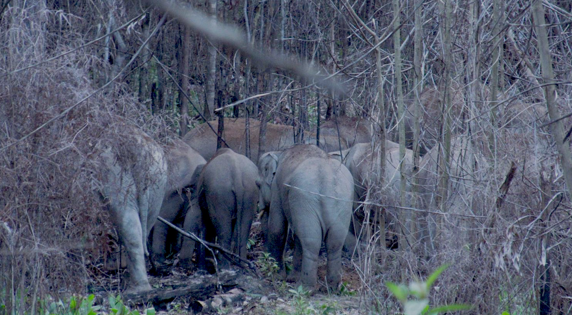 Habitat gajah sumatera yang terus tergerus. Foto: WWF Elephant Survey Team 