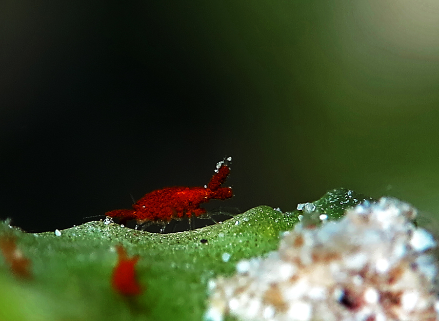 Amphipoda, satwa kecil yang umumnya merupakan hewan laut. Foto : Wisuda 