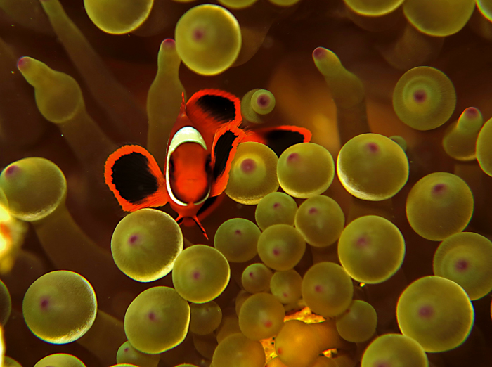 Clownfish atau ikan badut yang bersimbiosis dengan hidup diantara anemon, tanpa terpengaruh racun dari anemon. Foto : Wisuda