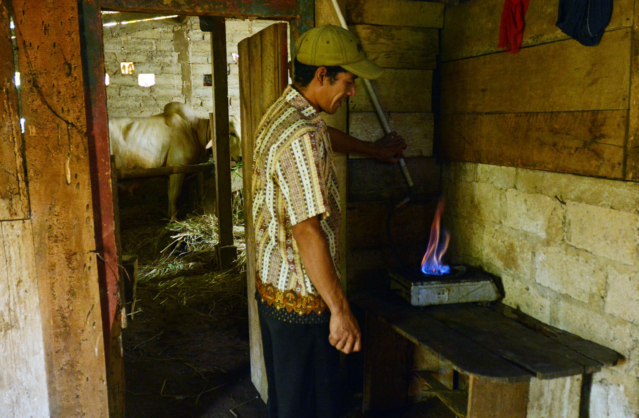 Warga di Desa Kesenet, Kecamatan Banjarmangu, Banjarnegara, Jateng. memperlihatkan nyala kompor yang bersumber dari biogas dengan bahan baku kotoran kambing dan sapi. Foto : L Darmawan 