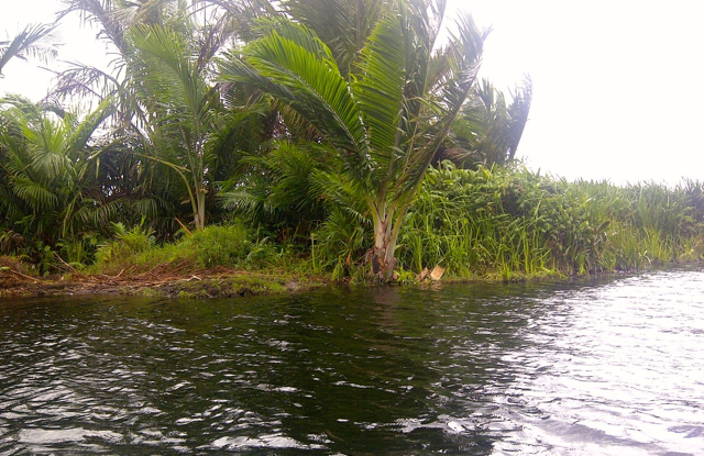 Ada Pulau Sagu di tengah-tengah Rawa Biru. Foto: Agapitus Batbual
