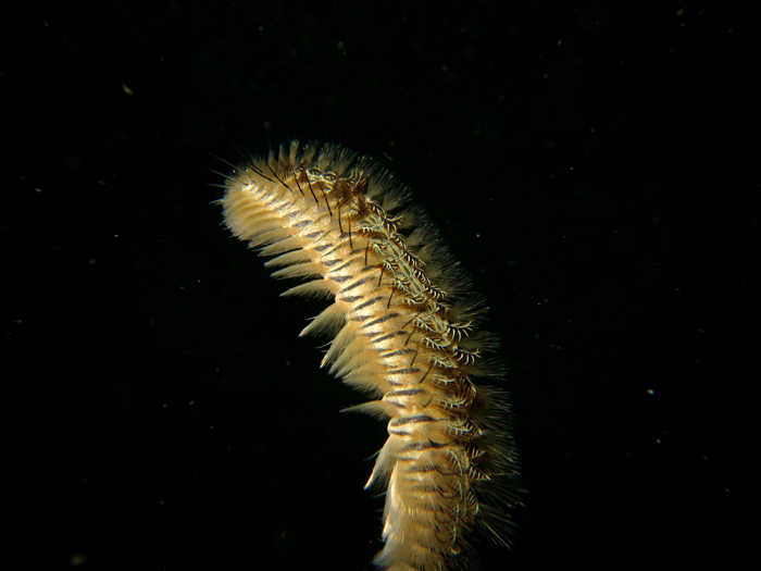 Bristleworm atau cacing berbulu. Foto : Wisuda