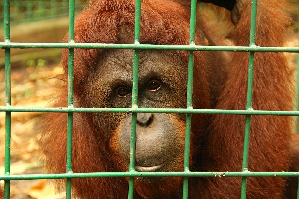 Orangutan Kalimantan di PPS Tasikoki, Sulawesi Utara. Foto: Tommy Apriando