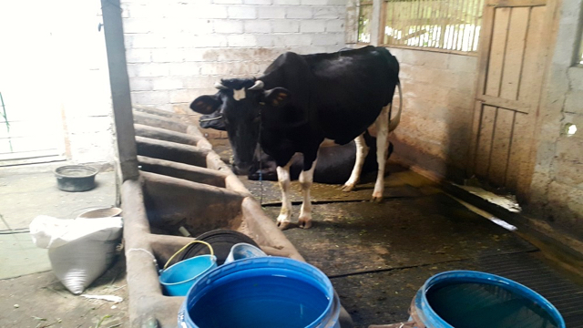 Berbekal sapi, masyarakat diuntungkan dengan susu, daging, biogas dan pupuk. Foto: Tommy Apriando