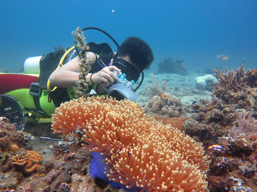 Anemon menjadi salah satu obyek wisata bawah laut para penyelam. Foto : Wisuda