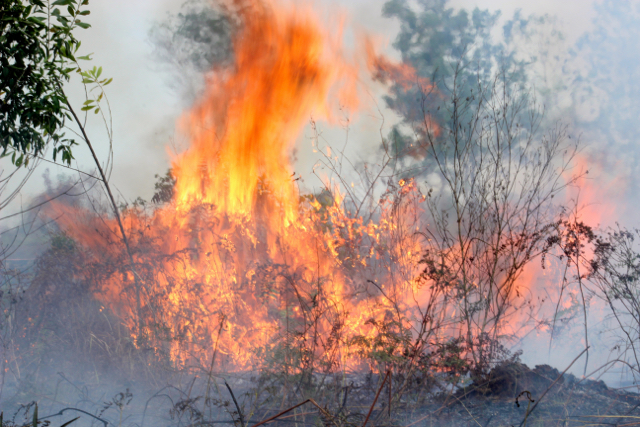 Kebakaran dan kerusakan gambut parah di berbagai daerah yang akan menjadi target restorasi BRG. Foto: Sapariah Saturi 