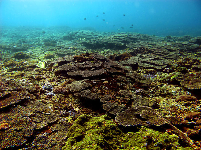 Koloni karang meja atau table coral di lautan nusantara. Foto : Wisuda.
