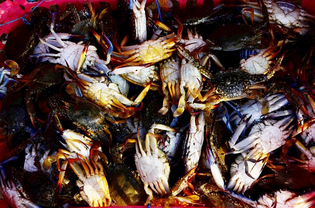 Kepiting hasil tangkapan nelayan di Dusun Binanga Sangkara, Maros, Sulawesi Selatan. Nelayan sulit menerapkan peraturan KKP tentang pembatasan penangkapan kepiting minimal 10 cm karena keterbatasan perahu yang digunakan. Foto : Wahyu Chandra
