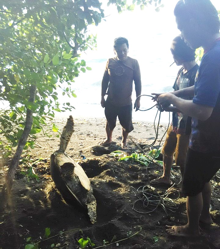 Kondisi saat penyu sisik (Eremochelys imbricata), jenis penyu yang paling terancam punah, yang akan bertelur dan malah dibunuh dan dikonsumsi dagingnya oleh warga di Pantai Alar, Minahasa Selatan, Sulut pada Selasa (12/01/2016). Foto : facebook Alfrits Ken Oroh