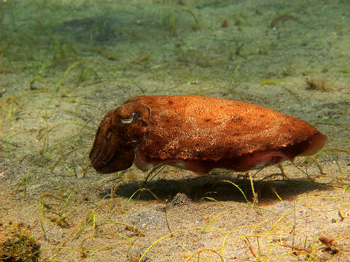 Sotong, hewan laut dari ordo Sepiida, yang sering disebut ikan. Padahal merupakan moluska. Foto : Wisuda
