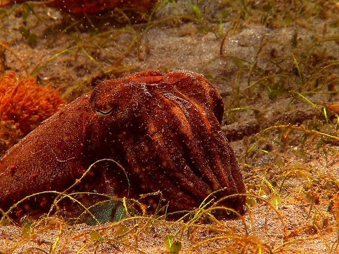 Sotong memakan moluska-moluska kecil, kepiting, udang, ikan, octopodes, worm, dan cumi-cumi. Foto : Wisuda