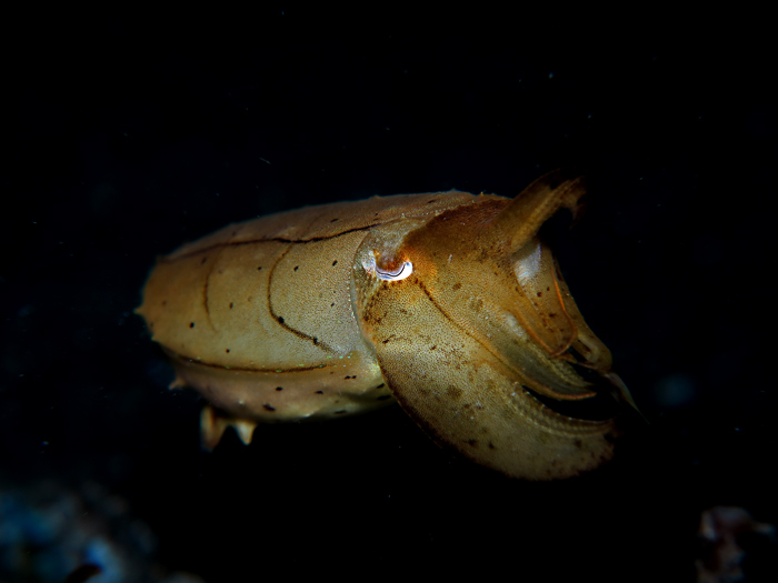 Sotong, hewan laut yang sering jadi obyek foto bawah laut para penyelam. Foto : Wisuda