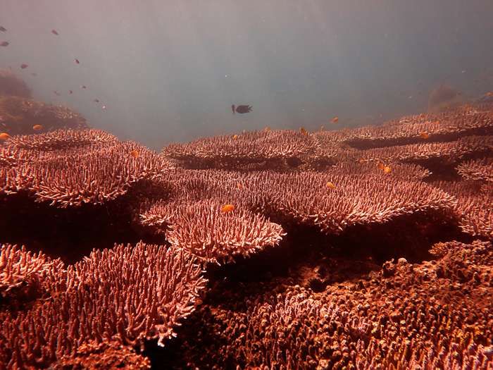 Salah satu jenis karang meja atau table coral di lautan nusantara. Foto : Wisuda.