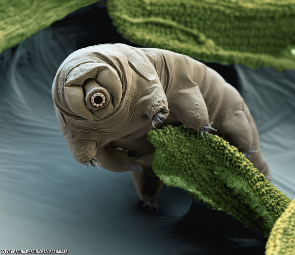 Tardigrada atau beruang air ini mampu bertahan hidup di luar angkasa. Sumber: Eye of Science/Science Source Images  