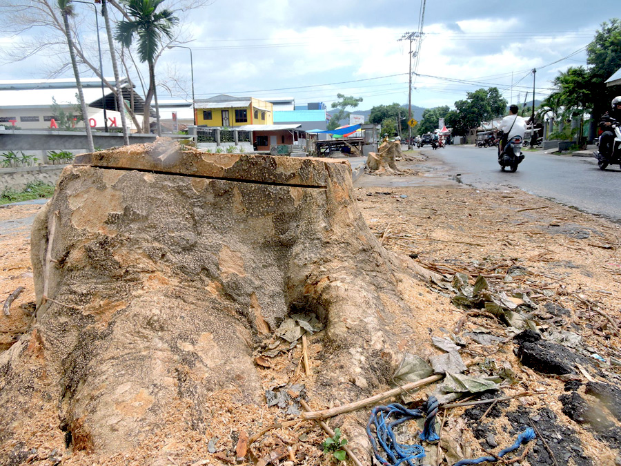 Penebangan pohon di Kota Gorontalo marak dilakukan diberbagai tempat dengan alasan untuk peningkatan jalan. Foto: Christopel Paino