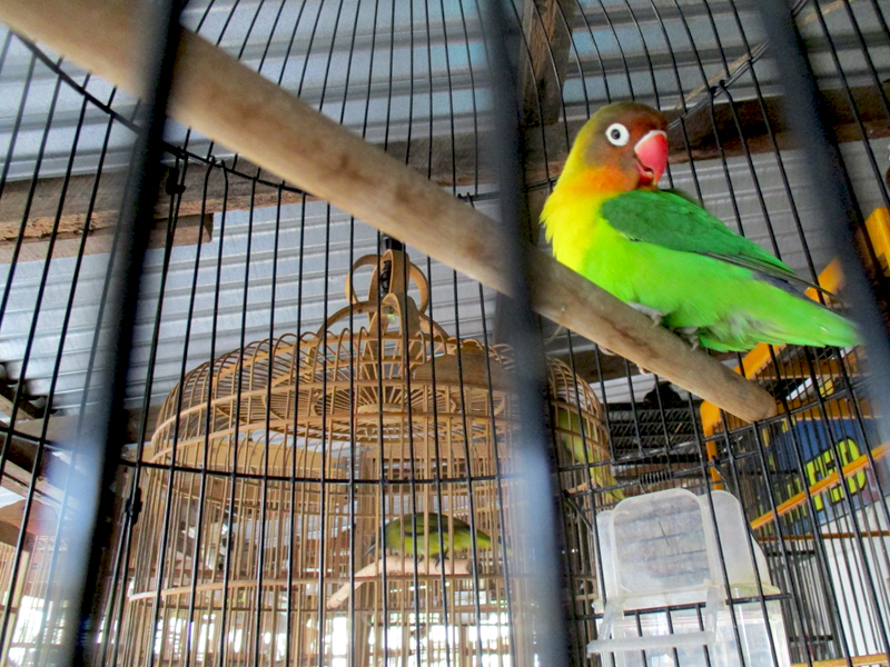 Lovebird yang berdasarkan penelusuran Planet Indonesia diselundupkan dari Malaysia. Foto: Dok. Planet Indonesia