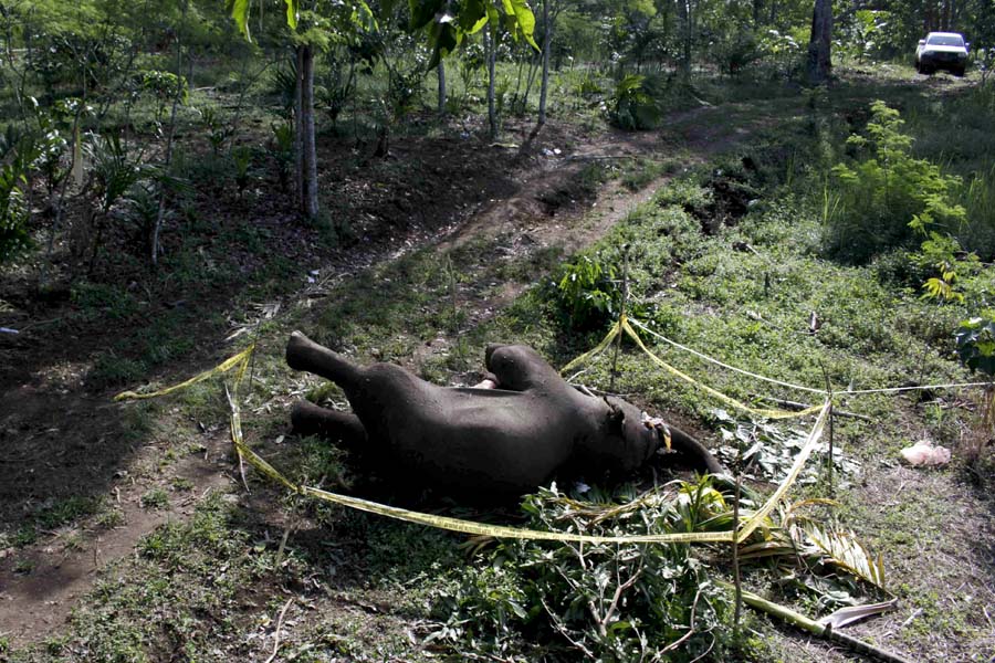Gajah ini diduga mati karena memakan pupuk. Penyidikan masih terus dilakukan oleh BKSDA Aceh. Foto: Junaidi Hanafiah 