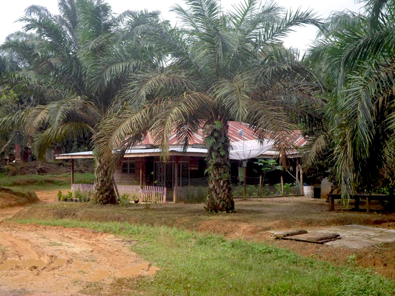 Halaman rumah yang seharusnya diperuntukan sebagai lahan pangan, turut ditanami kelapa sawit. Foto: Taufik Wijaya