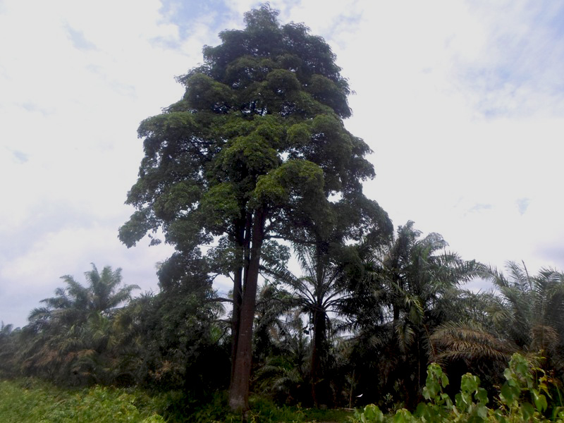 Inilah pohon jelutung tersisa di Desa Gambut Jaya, Jambi, yang dikeliling perkebunan sawit. Foto: Taufik Wijaya