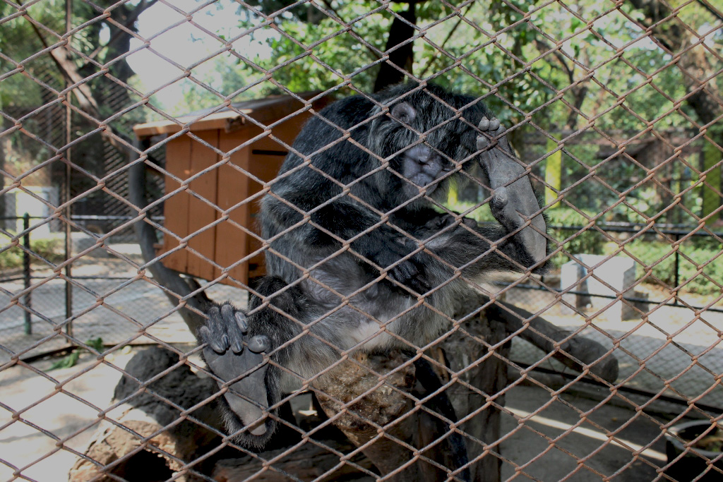 Lutung jawa koleksi Kebun Binatang Surabaya. Foto: Petrus Riski