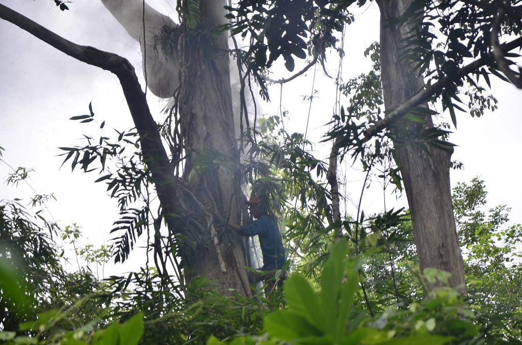 Para pasoema di Desa Tawanga, Kecamatan Uluiwoi, Kabupaten Kolaka Timur, Sulawesi Tenggara memanjat dan mengambil sarang madu dari atas pohon. Kadang tinggi pohon bisa mencapai 30 meter, umumnya pohon beringin. Foto: wahyu Chandra