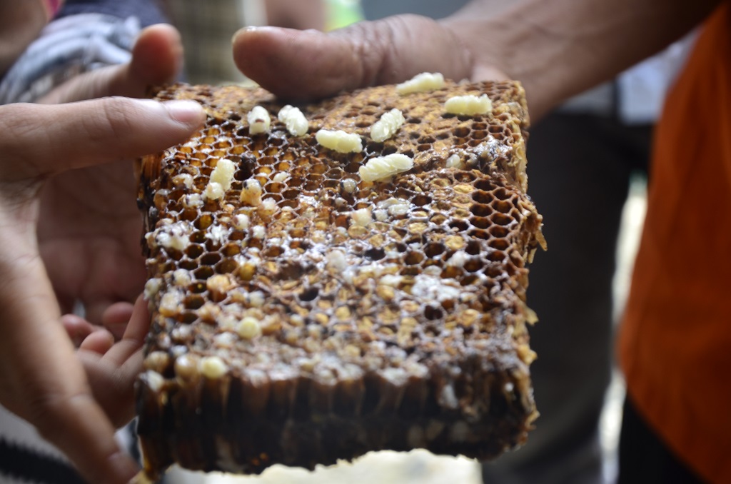 Lebah sarang bisa menghasilkan madu 10-40 kg. Selain itu, tidak hanya madu, dari sarang madu juga bisa dihasilkan produk turunan lainnya, seperti untuk pembuatan lilin dan sabun. Foto: wahyu Chandra 
