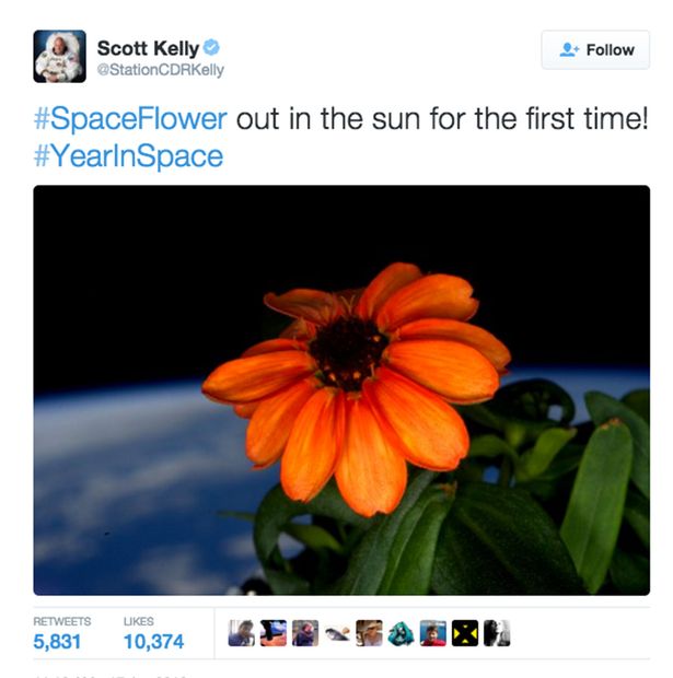 NASA-astronaut-posts-photos-of-the-first-flower-grown-in-space (1)