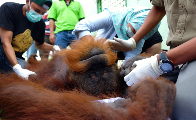 Pongky dalam pemeriksaan kesehatan tim dokter SOCP. Foto: Yayasan Orangutan Sumatera Lestari-Orangutan Information Centre